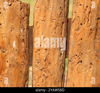 Vieille planche mangée par les insectes. Gros plan. Arrière-plan entier. Banque D'Images