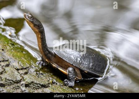 Tortue australienne à cou de serpent se prélasser au bord d'un étang Banque D'Images