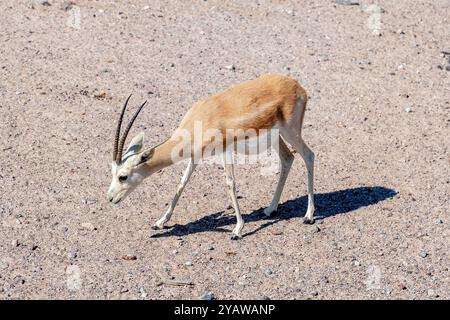 Arabian Sand Gazelle marche à travers le désert, elle a de longues jambes et des cornes élégantes. Animaux sauvages africains Banque D'Images