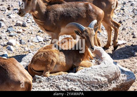 Le jeune Aoudad, également connu sous le nom de mouton de Barbarie, repose sur un rocher sous le soleil du désert. La fourrure animale est d'une couleur brune riche et ses cornes sont longues et courbées. Banque D'Images