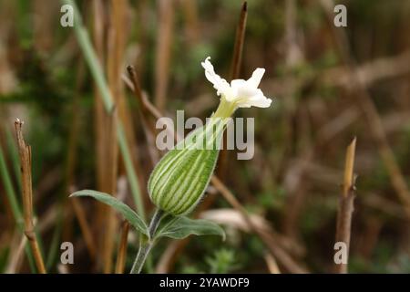 Une fleur blanche avec un beau bourgeon vert a des pétales délicats qui contrastent avec la couleur riche du bourgeon. Banque D'Images