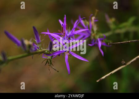 Une fleur qui ressemble à une étoile a une forme unique avec des pétales disposés radialement qui créent l'impression de rayons d'étoile. Banque D'Images