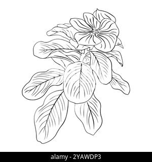 Arrangement floral de catharanthus avec des feuilles dessinées à la main dans le style croquis. Fleur de pervenche. Illustration vectorielle. Illustration de Vecteur