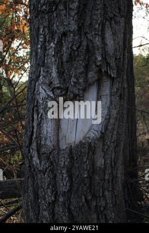 Un arbre avec un motif étrange captive par son aspect unique et fascinant. arbre, motif unique, macro photographie, nature, texture d'écorce, gros plan, botanique, art naturel, formes organiques, design intrigant, photographie extérieure, grain de bois, motifs abstraits, tronc d'arbre, beauté environnementale, amoureux de la nature, nature artistique, flore, détails complexes, forêt, visuels époustouflants, détails des arbres, narration visuelle, biodiversité, habitat naturel, vie végétale, textures fascinantes, beauté saisonnière, art vivant, motifs naturels, anatomie des arbres, flore enchanteresse, arbres majestueux, paysage magnifique Banque D'Images