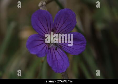 Une fleur violette vibrante avec des pétales délicats, mettant en valeur la beauté de la nature. Banque D'Images