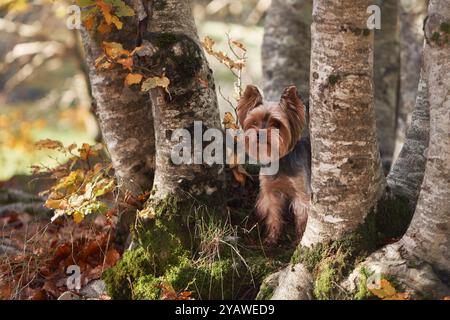 Un Yorkshire Terrier debout parmi les arbres dans une forêt d'automne. Banque D'Images