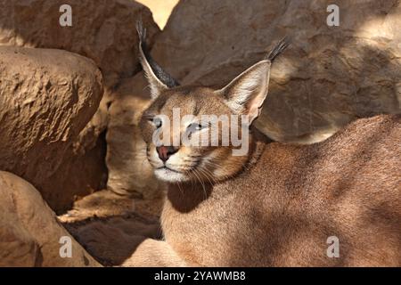 Caracal (Caracal caracal) Banque D'Images