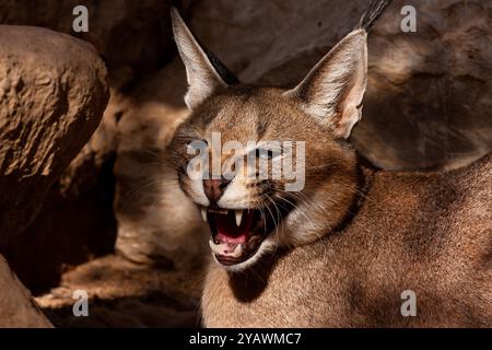 Caracal (Caracal caracal) Banque D'Images