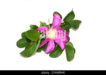 Arbuste envahissant rugosa rose Rosa rugosa fleur rose closeup isolé sur fond blanc Banque D'Images