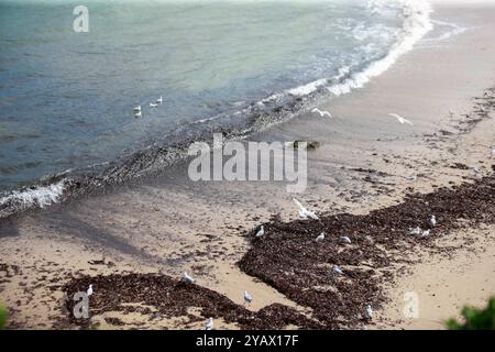 Sydney. 16 octobre 2024. Cette photo prise le 16 octobre 2024 montre des débris lavés à terre sur Coogee Beach à Sydney, en Australie. La plage populaire de Sydney a été fermée au public après que de mystérieuses boules noires de débris ont été lavées à terre. La plage de Coogee, dans l'est de Sydney, a été fermée et une enquête urgente et une opération de nettoyage ont été lancées après que des centaines de débris en forme de boule ont été trouvés le long de la plage par des sauveteurs mardi. Crédit : ma Ping/Xinhua/Alamy Live News Banque D'Images