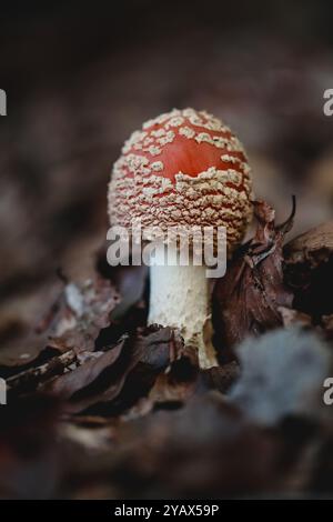 Une vue détaillée d'un champignon rouge vibrant poussant parmi les feuilles séchées dans la forêt. La texture et la couleur du champignon créent un co naturel frappant Banque D'Images