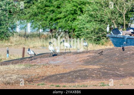 dommages environnementaux oiseaux mangeant des ordures en ville Banque D'Images