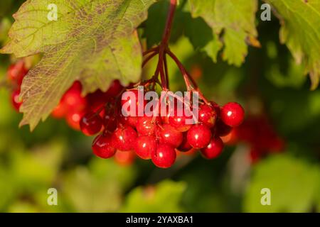 Baies de viburnum rouge vif suspendues sur une branche avec des feuilles vertes à la lumière du soleil. Concept de récolte naturelle, d'agriculture biologique et de fruits de saison Banque D'Images