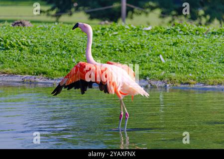 Un flamant rose se tient dans l'eau. Concept de liberté et de grâce comme l'oiseau se tient grand et fier dans son habitat naturel Banque D'Images