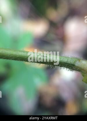 Aster de Lindley (Symphyotrichum ciliolatum) Plantae Banque D'Images