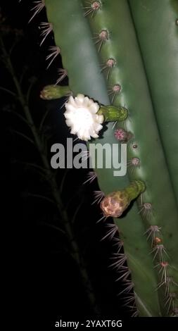 Cactus globulaires, cactus clair de lune, cactus torche et alliés (Cactoideae) Plantae Banque D'Images