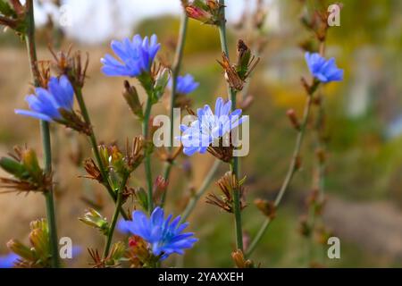 Fleurs de chicorée commune ou de Cichorium intybus communément appelées marins bleus, chicorée Banque D'Images