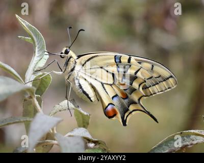 Papilio machaon papillère papilio machaon du vieux monde Banque D'Images