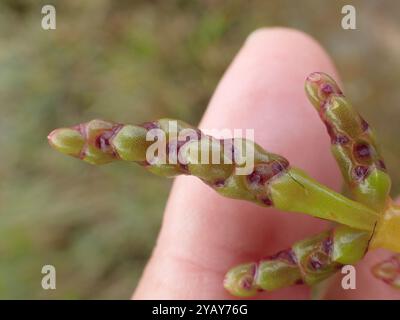 Verrier violet (Salicornia ramosissima) Plantae Banque D'Images