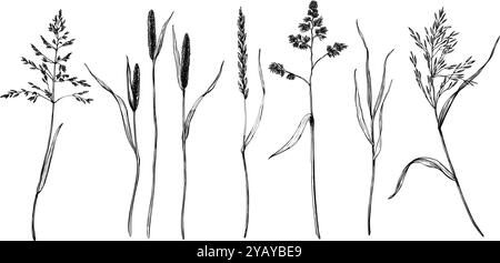 Ensemble de graminées comme bluegrass, cocksfoot, timothy, ryegrass, Bents. Illustration vectorielle gravée. Peint par des encres noires Illustration de Vecteur