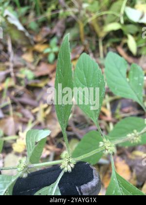 Menthe du Canada (Mentha canadensis) Plantae Banque D'Images