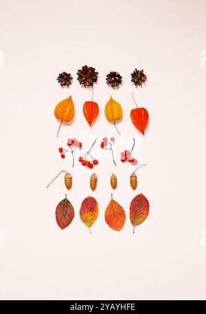 Collection colorée de feuilles d'automne et d'éléments naturels disposés artistiquement sur fond clair. Banque D'Images