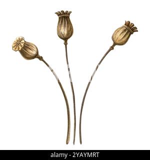 Ensemble d'ampoules de coquelicot. Illustration d'aquarelle botanique vintage d'automne. Capsules de coquelicot élégantes réalistes isolées sur fond blanc. Saison peinte à la main Banque D'Images