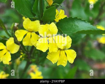 Houblon goodenia (Goodenia ovata) Plantae Banque D'Images