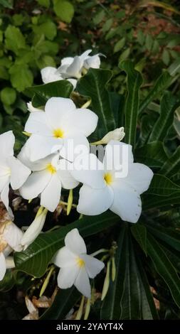 Feuille de marteau Frangipani (Plumeria pudica) Plantae Banque D'Images