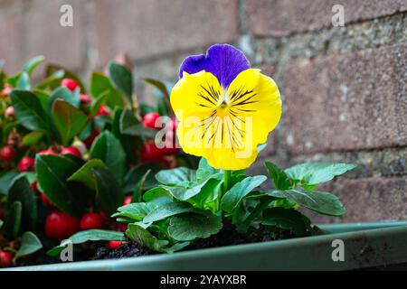 Image détaillée d'une pensée avec des couleurs jaune et violette vives Banque D'Images