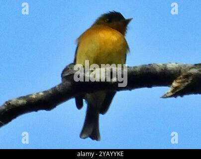 Flycatcher touffeté (Mitrephanes phaeocercus) Aves Banque D'Images