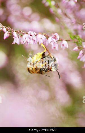 Macro, gros plan d'Une abeille de loup, Philanthus triangulum, attaquant Une abeille minière de bruyère, Andrena fuscipes tenant sur les fleurs d'Une plante de bruyère Banque D'Images