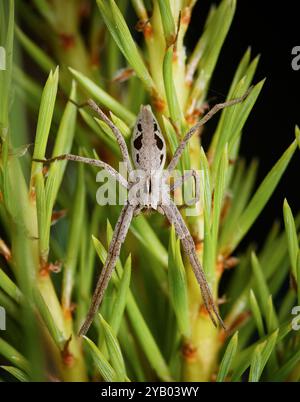 Vue d'en haut, Macro, gros plan d'Une pépinière Web Spider, Pisaura mirabilis, reposant sur Foiliage, New Forest UK Banque D'Images