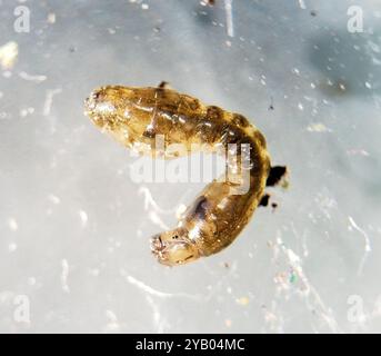 Mouches noires (Simuliidae) Insecta Banque D'Images