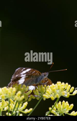 Amiral blanc (Limenitis camilla) Suisse août 2024 Banque D'Images