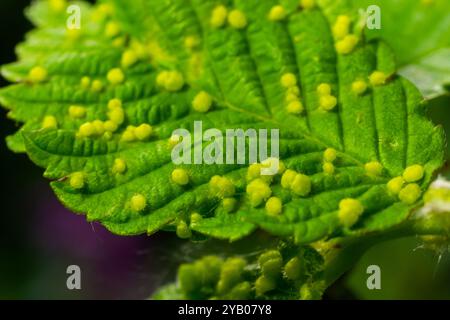 Feuilles avec acarien biliaire Eriophyes tiliae. Photographie rapprochée d'une feuille atteinte de Galles d'Eriophyes tiliae. Photo de haute qualité Banque D'Images