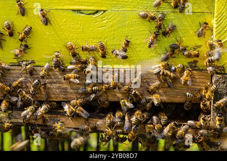 Ruche jaune d'abeilles se ferment, beaucoup d'abeilles à l'entrée de la ruche par une journée ensoleillée. Banque D'Images