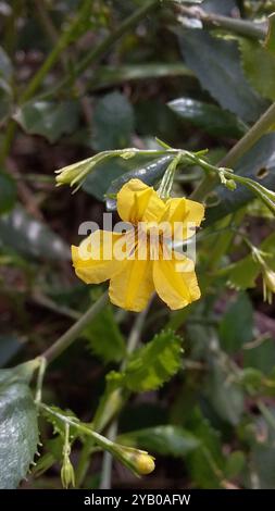 Houblon goodenia (Goodenia ovata) Plantae Banque D'Images