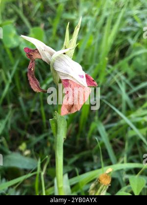 Rare orchidée langue (Serapias negecta) Plantae Banque D'Images