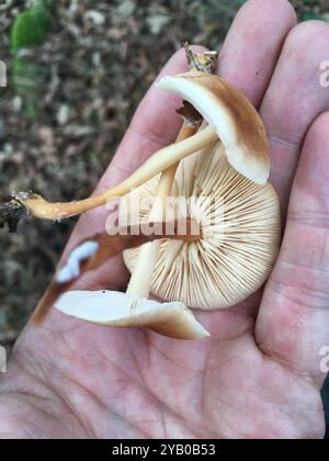 Champignons Gymnopus (Gymnopus dryophilus) amoureux du chêne Banque D'Images