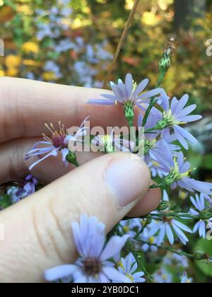 Aster de Lindley (Symphyotrichum ciliolatum) Plantae Banque D'Images