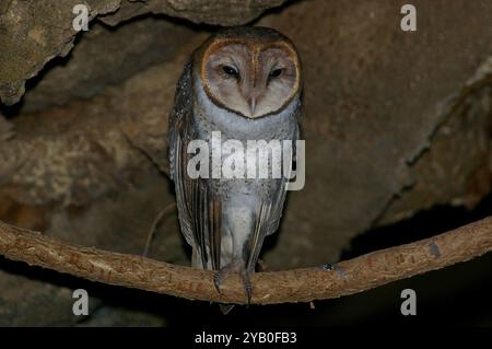 Galápagos chouette de la grange (Tyto alba punctatissima) Aves Banque D'Images