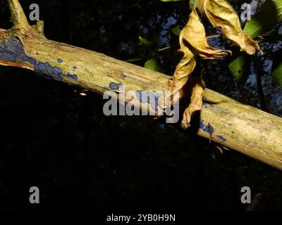 Champignons de la croûte de cobalt (Terana coerulea) Banque D'Images