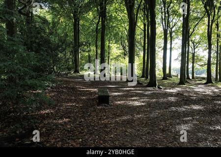 Les rayons du soleil pénètrent dans les hautes peuplements de conifères dans un écrin de bois épais alors que les feuilles automnales commencent à tomber Banque D'Images