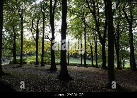 Les rayons du soleil pénètrent dans les hautes peuplements de conifères dans un écrin de bois épais alors que les feuilles automnales commencent à tomber Banque D'Images