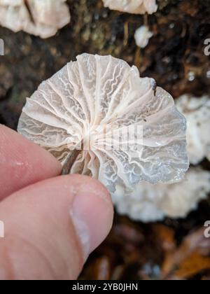 Champignons parachutes de fées (Marasmiellus candidus) Banque D'Images