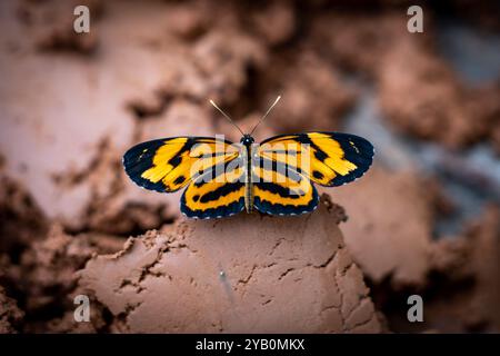 Papillon jaune Tiger Longwing (Heliconius hecale) dans la forêt amazonienne péruvienne Banque D'Images