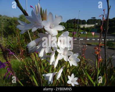 Lys de Bugle (Watsonia borbonica ardernei) Plantae Banque D'Images