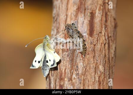 Grosse femelle papillon blanc émergeant de la pupe - Pieris brassicae Banque D'Images