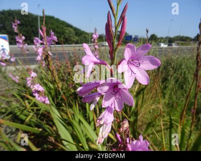 Bugle-Lily (Watsonia borbonica) Plantae Banque D'Images